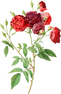 Ternaux Rose, also known as Rosebush with almost violet flowers (Rosa indica subviolacea) from Les Roses (1817–1824) by Pierre-Joseph Redouté.
