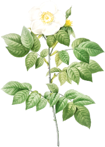 Leschenault's Rose, also known as the Rose Bush (Rosa sempervirens leschenaultiana) from Les Roses (1817–1824) by Pierre-Joseph Redouté.