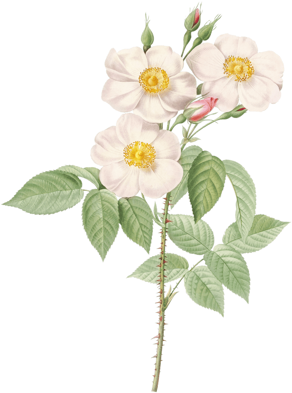 Damask Rose, also known as Rosewood Rose Petal (Rosa damascena) from Les Roses (1817–1824) by Pierre-Joseph Redouté.