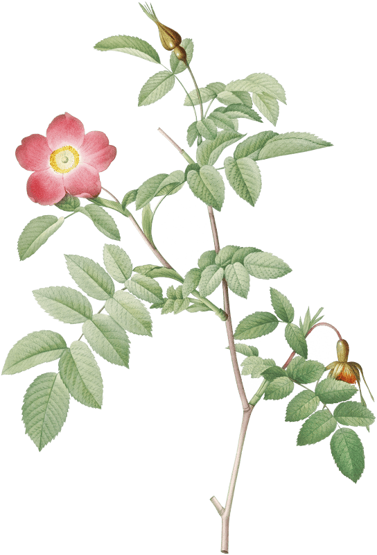 Alpine Rose, also known as Rose of the Alps with Hanging Fruits (Rosa pendulina) from Les Roses (1817–1824) by Pierre-Joseph Redouté.