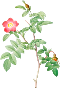 Alpine Rose, also known as Rose of the Alps with Hanging Fruits (Rosa pendulina) from Les Roses (1817–1824) by Pierre-Joseph Redouté.