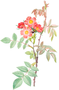 Redleaf Rose, also known as Rosebush with Reddish Leaves (Rosa rubrifolia) from Les Roses (1817–1824) by Pierre-Joseph Redouté.