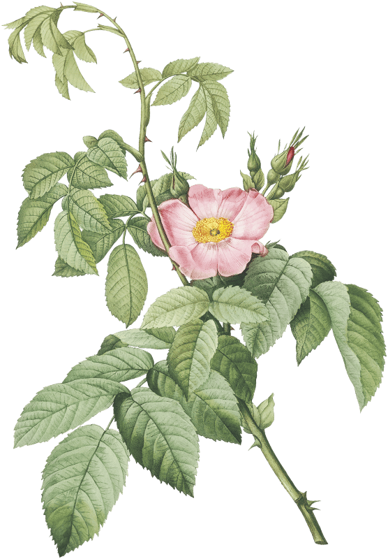 The Apple Rose, also known as Spanish Rosehip Rose (Rosa villosa) from Les Roses (1817–1824) by Pierre-Joseph Redouté.