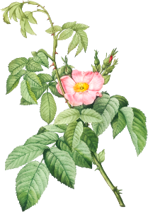 The Apple Rose, also known as Spanish Rosehip Rose (Rosa villosa) from Les Roses (1817–1824) by Pierre-Joseph Redouté.