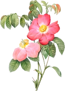 Pink French Rose, also known as Provins Rosebush with Pink and Simple Flowers (Rosa gallica rosea flore simplica) from Les Roses (1817–1824) by Pierre-Joseph Redouté.