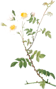 Field Rose, also known as Rosebush with Ovoid Fruits (Rosa arvensis ovata) from Les Roses (1817–1824) by Pierre-Joseph Redouté.