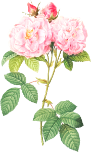 Italian Damask Rose, also known as the Four Seasons of Italy (Rosa damascena Italica) from Les Roses (1817–1824) by Pierre-Joseph Redouté.