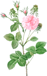 Pink Agatha, Rosa gallica Agatha incarnata) from Les Roses (1817–1824) by Pierre-Joseph Redouté.