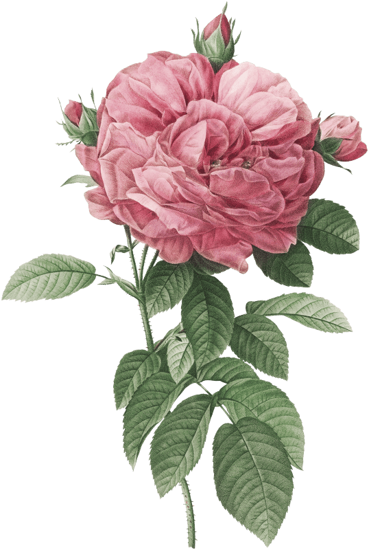 Giant French rose bloom, also known as Provins rosebush with gigantic flower (Rosa gallica flore giganteo) from Les Roses (1817–1824) by Pierre-Joseph Redouté.