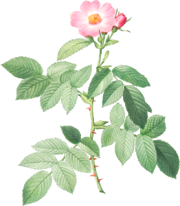 The Apple Rose, Rosa villosa from Les Roses (1817–1824) by Pierre-Joseph Redouté.
