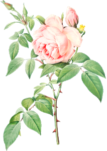 Rosa indica fragrans, also known as Fragrant Rosebush from Les Roses (1817–1824) by Pierre-Joseph Redouté.