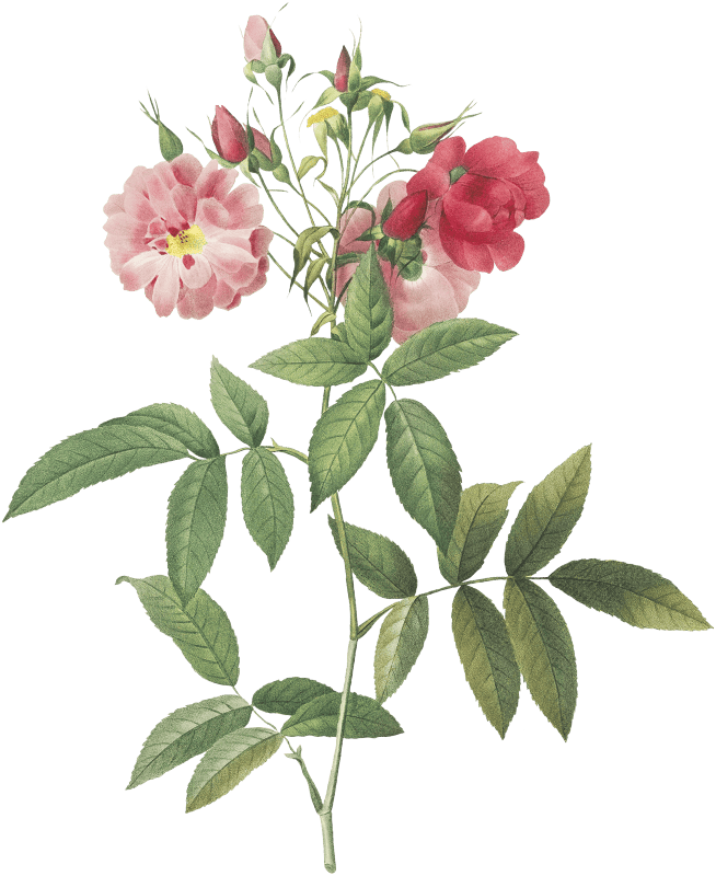 Subcorymbose Hudson Rose, Rosa Hudsoniana Subcorymbosa from Les Roses (1817–1824) by Pierre-Joseph Redouté.