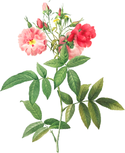Subcorymbose Hudson Rose, Rosa Hudsoniana Subcorymbosa from Les Roses (1817–1824) by Pierre-Joseph Redouté.