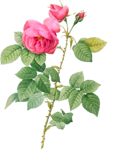 Bourbon Rose, Rosa canina burboniana from Les Roses (1817–1824) by Pierre-Joseph Redouté.