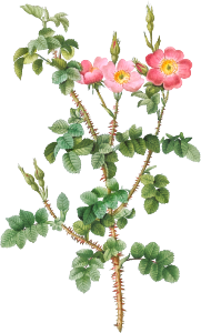 Prickly Sweet Briar Rose with Dusty Pink Flowers, Rosa rubiginosa aculeatissima from Les Roses (1817–1824) by Pierre-Joseph Redouté.