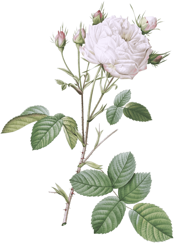 Cabbage Rose White Provence also known as Unique Blance (Rosa centifolia mutabilis) from Les Roses (1817–1824) by Pierre-Joseph Redouté.