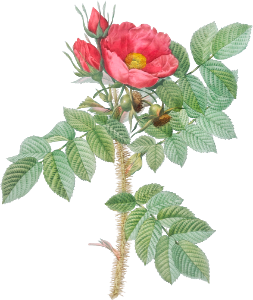 Kamtschatka Rose, Rosa kamtschatica from Les Roses (1817–1824) by Pierre-Joseph Redouté.