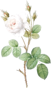 White Moss Rose, also known as Misty Roses with White Flowers (Rosa muscosa alba) from Les Roses (1817–1824) by Pierre-Joseph Redouté.