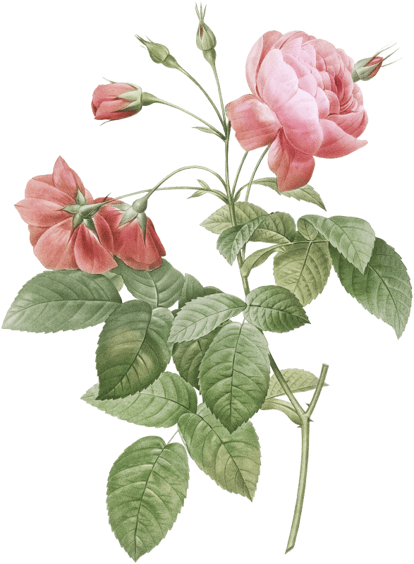 Boursault Rose, also known as Rosebush with Leaning Buttons with Semi-Double Flowers (Rosa reclinata flore sub multiplici) from Les Roses (1817–1824) by Pierre-Joseph Redouté.