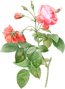 Boursault Rose, also known as Rosebush with Leaning Buttons with Semi-Double Flowers (Rosa reclinata flore sub multiplici) from Les Roses (1817–1824) by Pierre-Joseph Redouté.