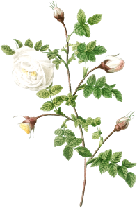 Silver-Flowered Hispid Rose, Rosa hispida argentea from Les Roses (1817–1824) by Pierre-Joseph Redouté.