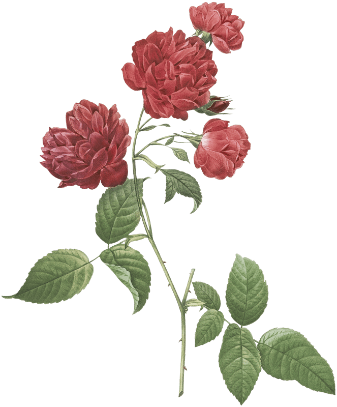 Red Cabbage Rose, also known as Bengal eyelet (Rosa indica caryophyllea) from Les Roses (1817–1824) by Pierre-Joseph Redouté