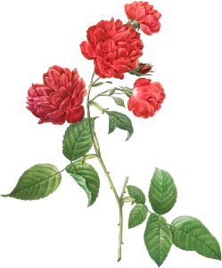 Red Cabbage Rose, also known as Bengal eyelet (Rosa indica caryophyllea) from Les Roses (1817–1824) by Pierre-Joseph Redouté