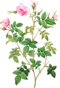 Wild Rose, also known as Rosebush with small flowers (Rosa parviflora) from Les Roses (1817–1824) by Pierre-Joseph Redouté.