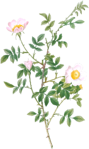 Pink Hedge Rose, Rosa sepium rosea from Les Roses (1817–1824) by Pierre-Joseph Redouté.