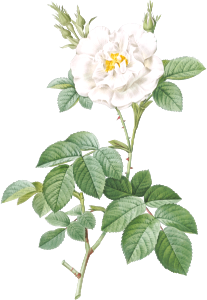 Rosa alba flore pleno, also known as Ordinary White Rose from Les Roses (1817–1824) by Pierre-Joseph Redouté.