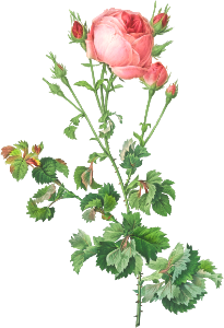 Celery-Leaved Variety of Cabbage Rose, Rosa centifolia bipinnata from Les Roses (1817–1824) by Pierre-Joseph Redouté.