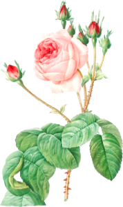 Cabbage Rose, also known as Rosebush with Lettuce Leaves (Rosa centifolia bullata) from Les Roses (1817–1824) by Pierre-Joseph Redouté.