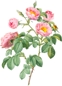 Semi-Double Variety of Tomentose Rose, also know as Rosebush with Soft Leaves (Rosa mollissima) from Les Roses (1817–1824) by Pierre-Joseph Redouté.