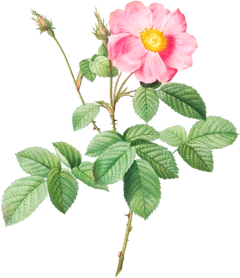 Single-Flowered Cabbage Rose, Rosa centifolia simplex from Les Roses (1817–1824) by Pierre-Joseph Redouté.