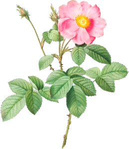 Single-Flowered Cabbage Rose, Rosa centifolia simplex from Les Roses (1817–1824) by Pierre-Joseph Redouté.