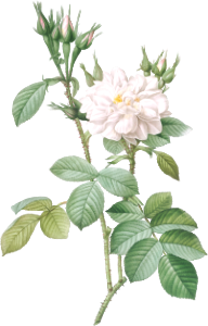 Autumn Damask Rose, also known as Rosebush of the Four Seasons with White Flowers (Rosa bifera alba) from Les Roses (1817–1824) by Pierre-Joseph Redouté.