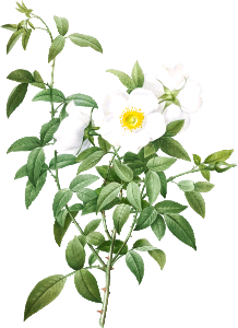 Cherokee Rose, also known as White Rose of Snow (Rosa Nivea) from Les Roses (1817–1824) by Pierre-Joseph Redouté.