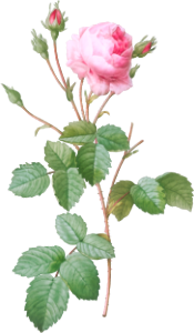 Crenate-Leaved Cabbage Rose, Rosa centifolia crenata from Les Roses (1817–1824) by Pierre-Joseph Redouté.