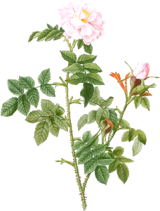 Pale pink flower, Rosa orbefsanea from Les Roses (1817–1824) by Pierre-Joseph Redouté.