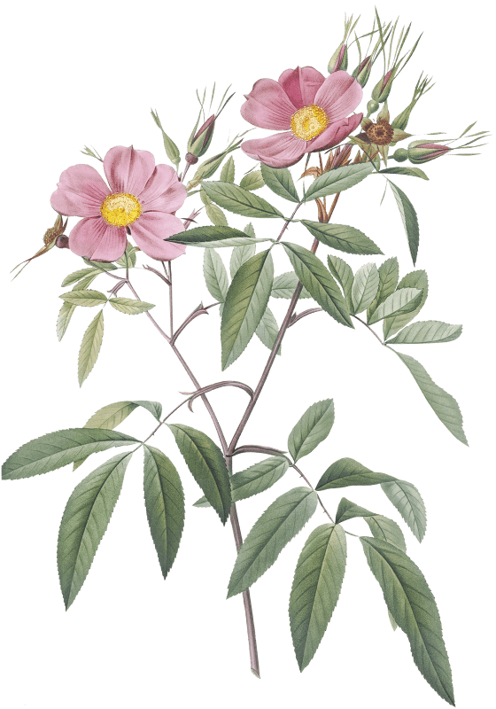 Swamp Rose, also known as Hudson Rose with Willow Leaves (Rosa hudsoniana salicifolia) from Les Roses (1817–1824) by Pierre-Joseph Redouté.