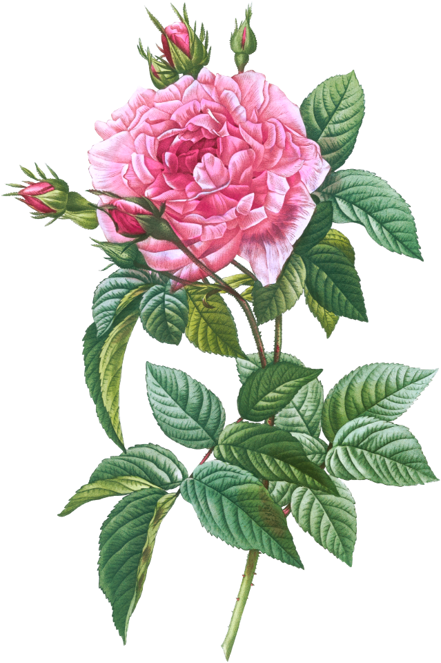 Gallic Rose, Rosa gallica regalis from Les Roses (1817–1824) by Pierre-Joseph Redouté.