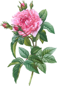 Gallic Rose, Rosa gallica regalis from Les Roses (1817–1824) by Pierre-Joseph Redouté.