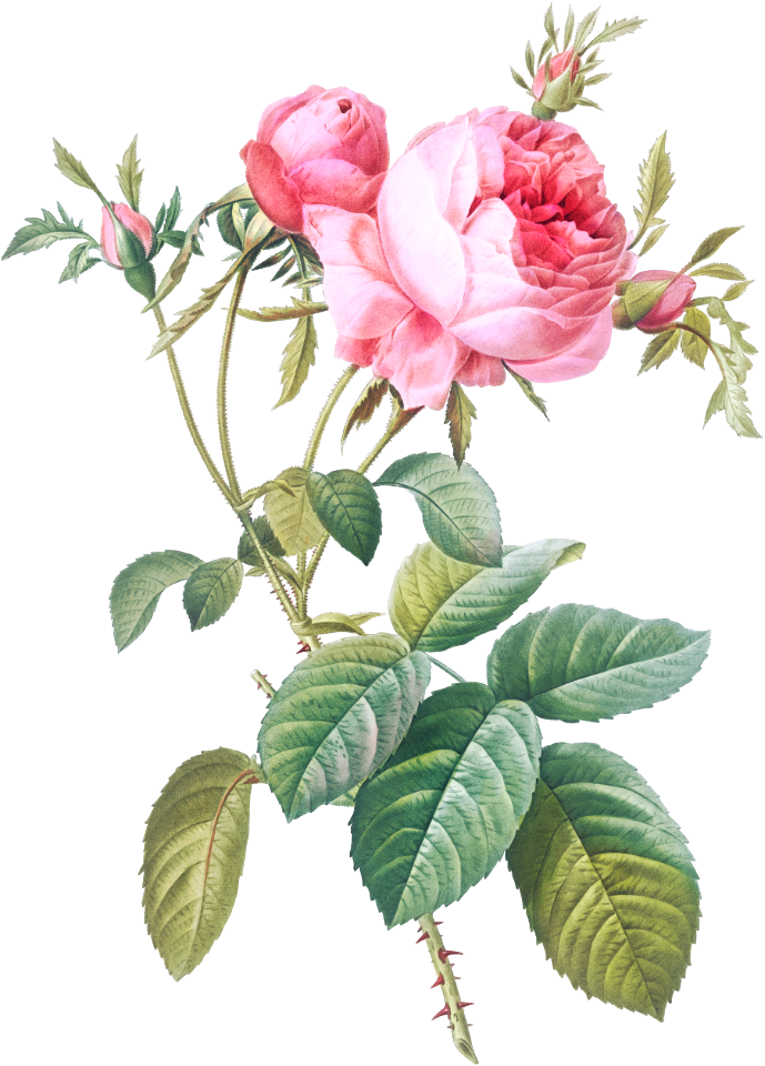 Rose de Mai, Rosa centifolia foliacea from Les Roses (1817–1824) by Pierre-Joseph Redouté.