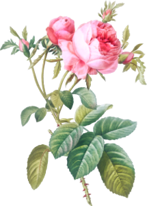 Rose de Mai, Rosa centifolia foliacea from Les Roses (1817–1824) by Pierre-Joseph Redouté.