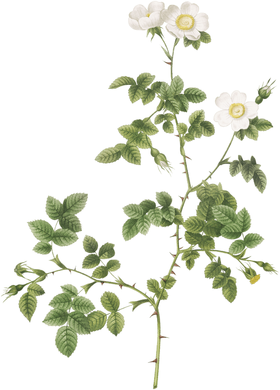 White Sweetbriar, also known as the Wild Rose of Valiant (Rosa rubignosa vaillantiana from Les Roses (1817–1824) by Pierre-Joseph Redouté.