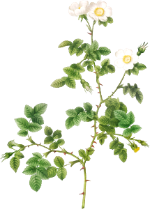 White Sweetbriar, also known as the Wild Rose of Valiant (Rosa rubignosa vaillantiana from Les Roses (1817–1824) by Pierre-Joseph Redouté.