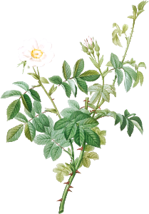 White Downy Rose, also known as Cottony Rose (Rosa tomentosa) from Les Roses (1817–1824) by Pierre-Joseph Redouté.