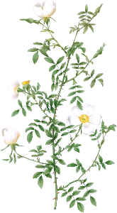 Myrtle-Leaved Hedge Rose, also known as Roses of Hayes with Myrtle Leaves (Rosa sepium Myrtifolia) from Les Roses (1817–1824) by Pierre-Joseph Redouté.