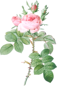 Rosa bifera officinalis, also known as Rose of Perfume from Les Roses (1817–1824) by Pierre-Joseph Redouté.