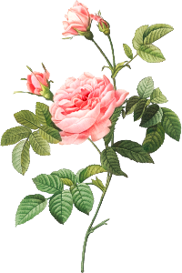 Boursault Rose, also known as Rose Turbine without Thorns (Rosa Inermis) from Les Roses (1817–1824) by Pierre-Joseph Redouté.